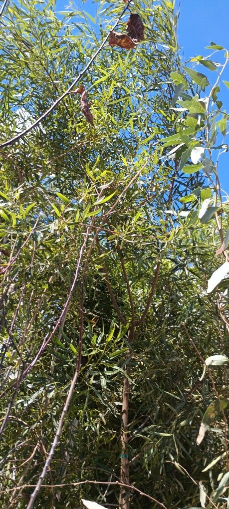 África Sumac Trees. Lawn & Garden