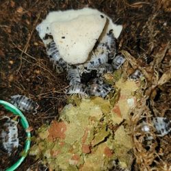 Dairy Cow Isopods Bioactive Clean Up Crew 