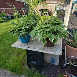Hostas  Plants 