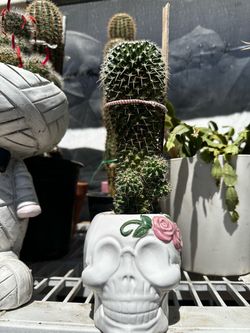 Cactus 🌵 mammillaria spinosisima