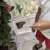 INSPIRED BUTTERFLY