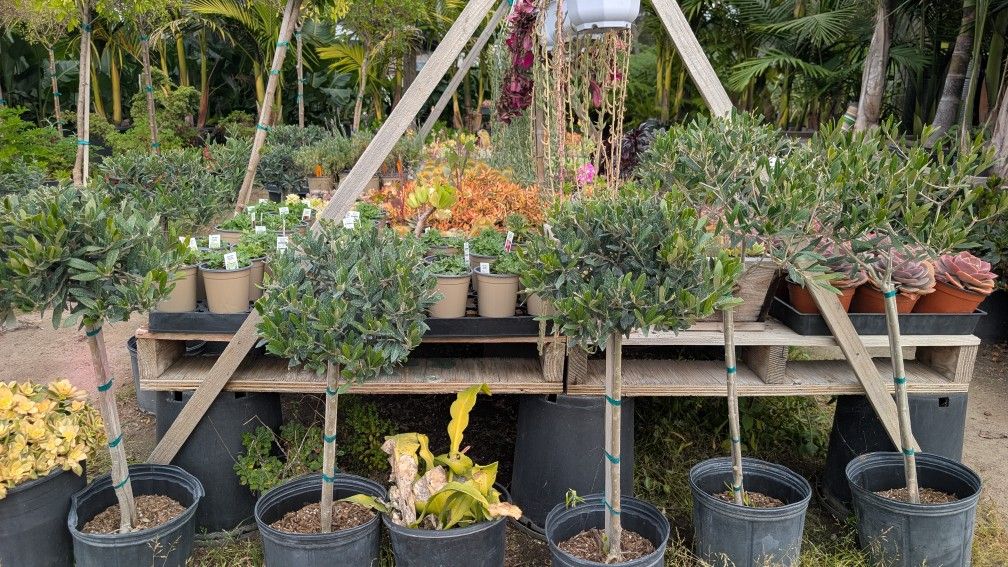 Olive Patio Tree