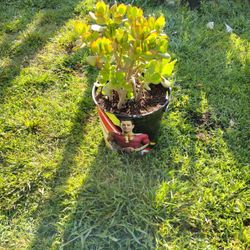 Jade Plant Succulent