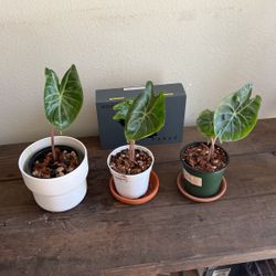 Alocasia Pink Dragon