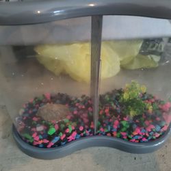 Divided Beta Tank. Holds Two Fish No Fighting