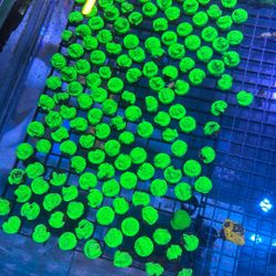 Fake Lepto Corals – $2 Each | Aqua SD