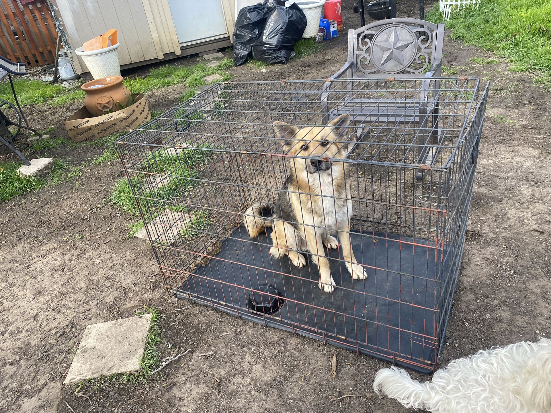 Dog Cage For Sale