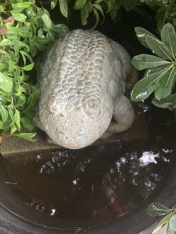 Pond Spitter Toaf Thumbnail