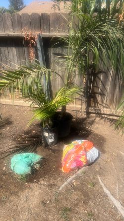 Two Types Of Palms