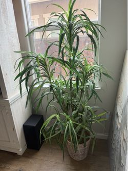 Artificial plant