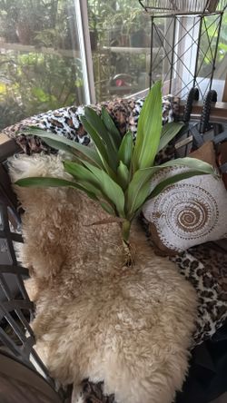 Rooted Dracaena Plants