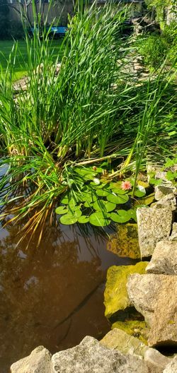 Cattail Plant