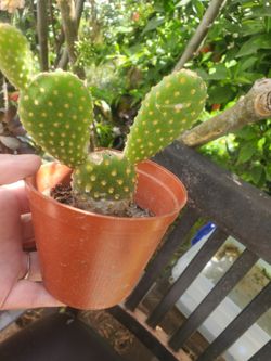 Bunny Ears Cactus 🌵 Plant 