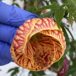 Chinese Lantern Blooming Outdoor Plant, In 5 Gallóns Pot Pick Up Only