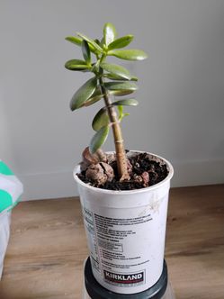 Jade plant (Yes, Available)