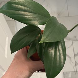 Rare Rhaphidophora Decursiva Plant In 4” Pot