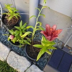 Asiatic Lilies - New Sprouts Ready For Next Year -$1