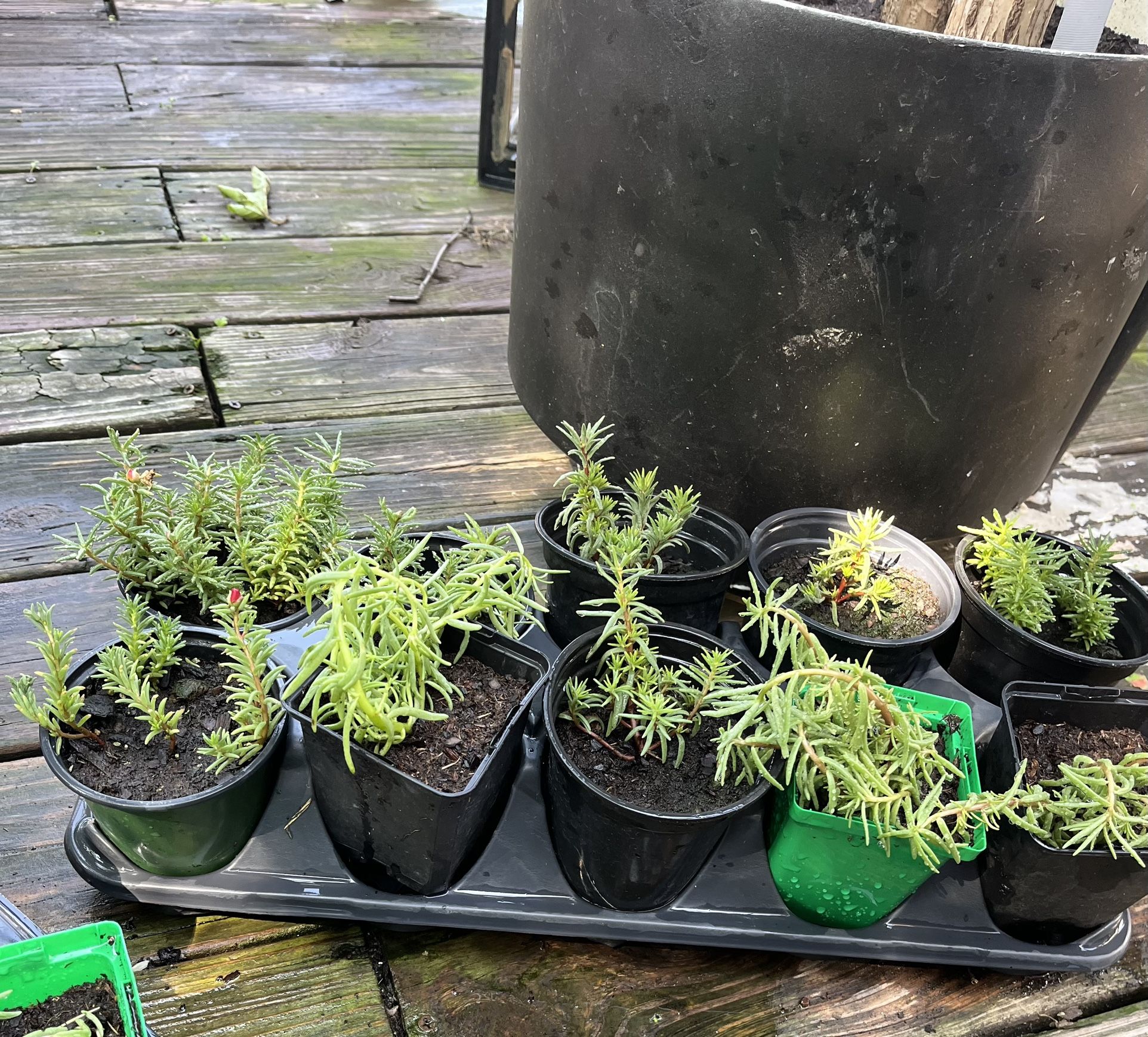 🌸Portulaca Plants🌸