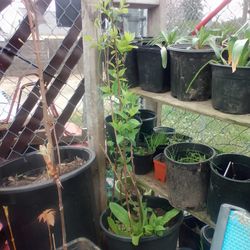 Mock orange tree 3ft tall