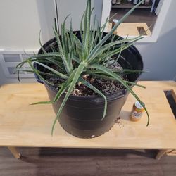 Giant aloe vera