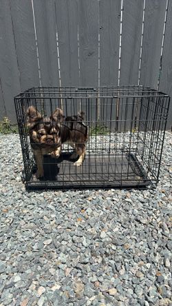 Dog cat kennel cage
