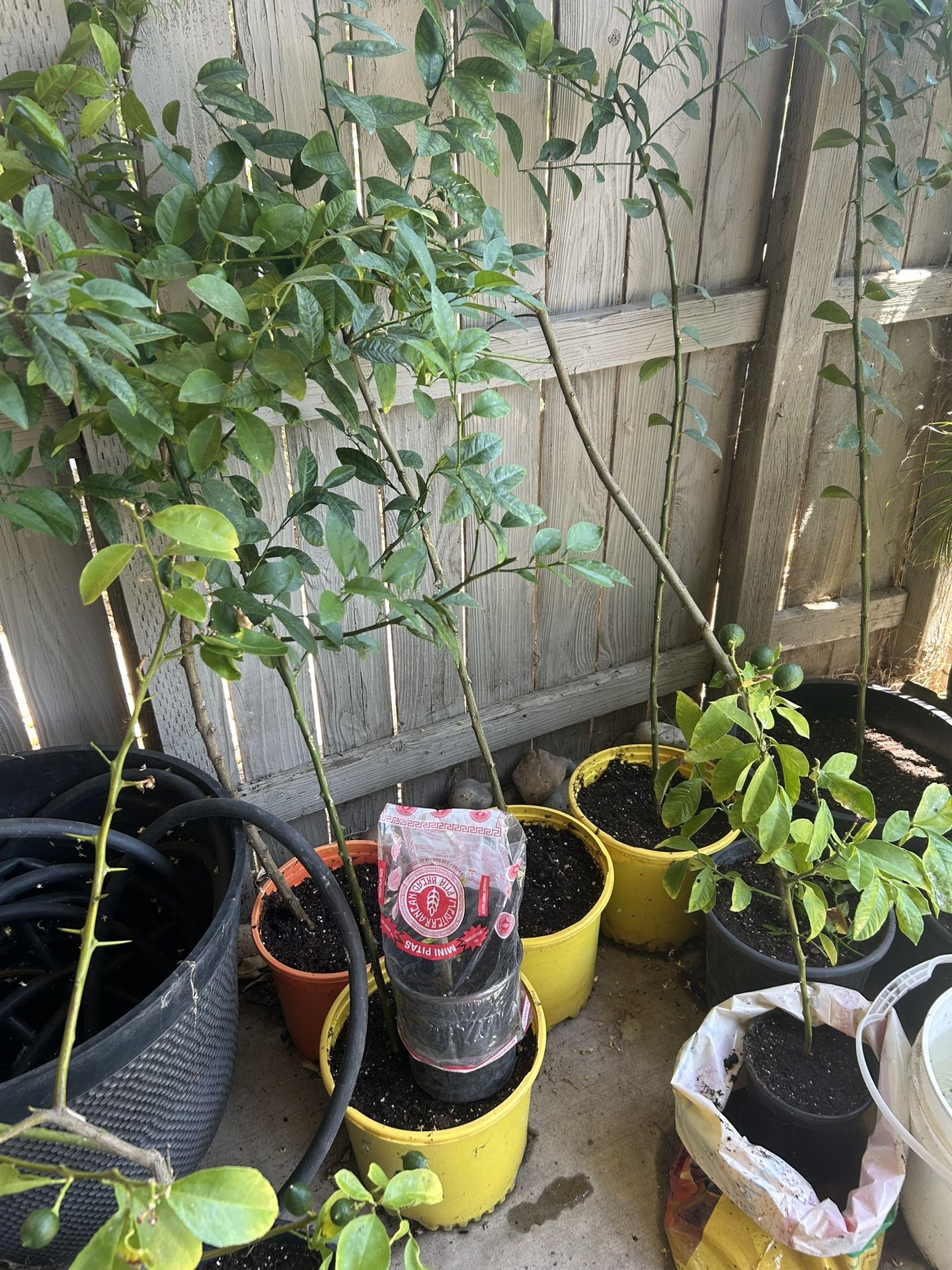LEMON TREES 50$ Each