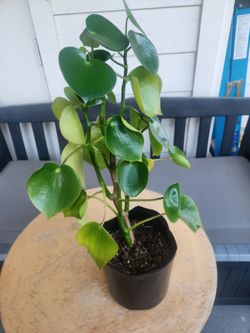 Peperomia Tear Drop