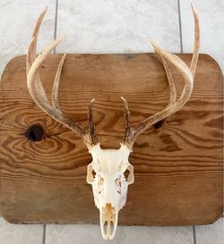 Real 9-Point Whitetail Deer European Skull Mount