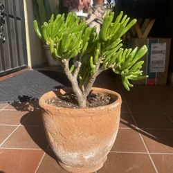 Shrek Ear Bonsai Succulent Plant