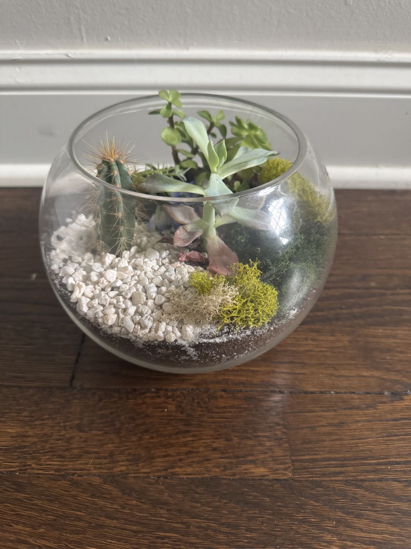 Cute Succulent Planter
