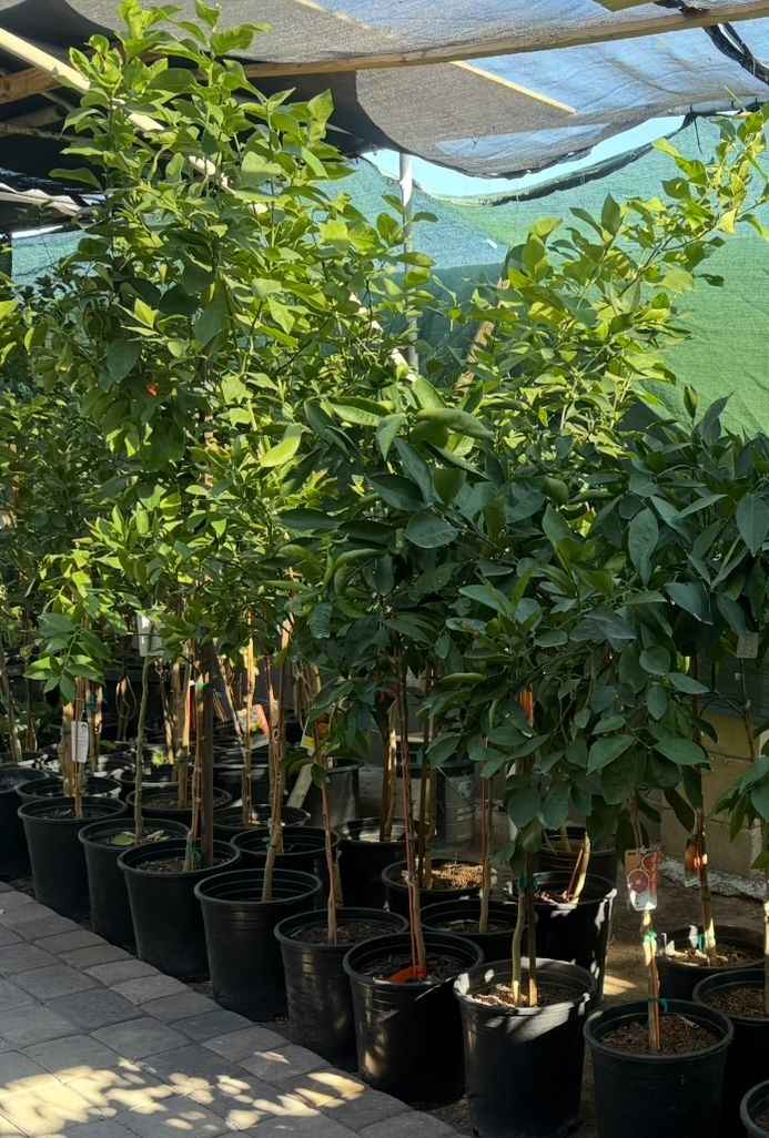 Lemon 🍋 Lisbon And Mexican Lime Trees 4 1/2 The Tall $55 Each Price Firm