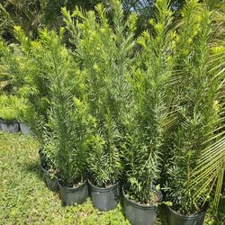 podocarpus  over 3 feet tall Instant Privacy Hedge For Fence Green Full 