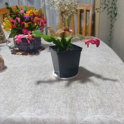Plant 