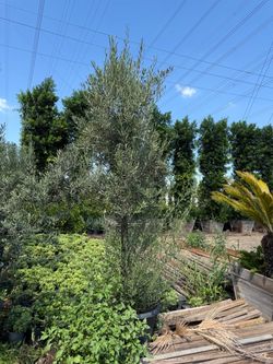 Olive tree