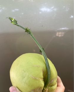 Chayote para plantar