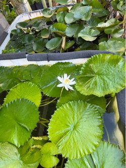 water lilies