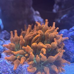 3 ‼️FAKE‼️ Cali Splatter BTA 