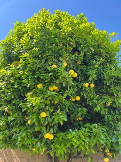 Large Grapefruits (10ct)