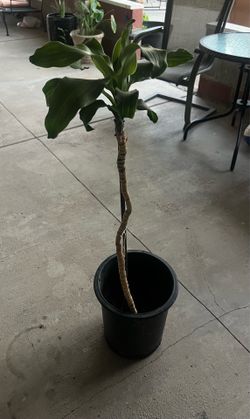 Dracaena fragrans