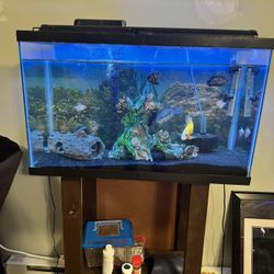 Small Fish Tank. Fish Included 