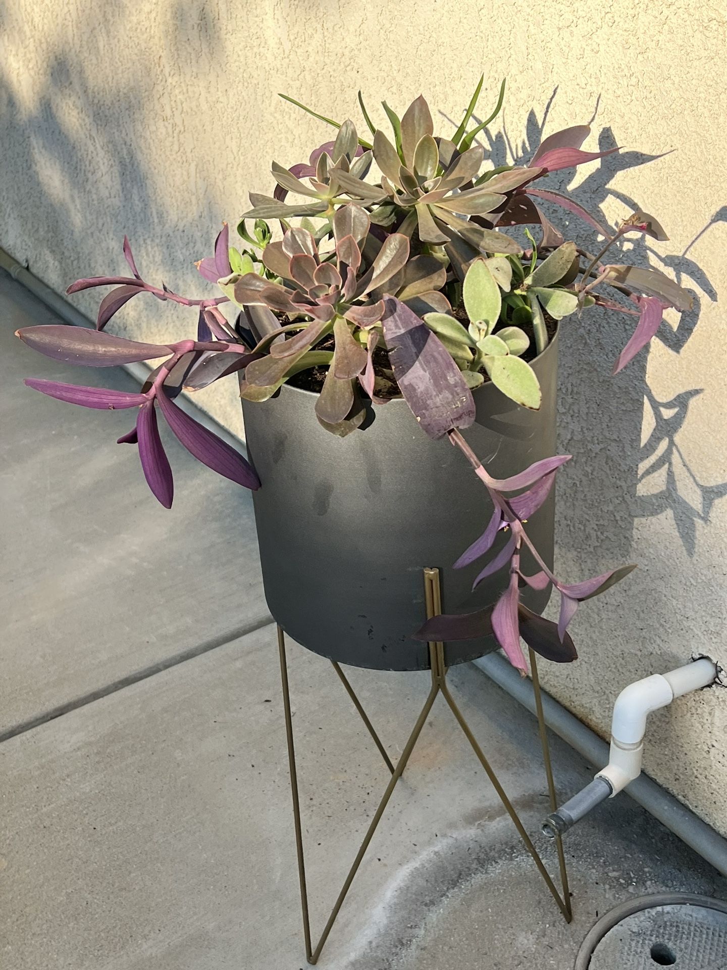 Tall Beautiful Succulent Planter