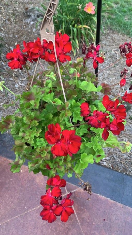Red Geraniums 4inches Live Rooted Perennial Shrubs