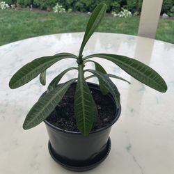 The Madagascar Palm Tree ‘Pachypodium Lamerei’  (Out/In Door Life Plant).