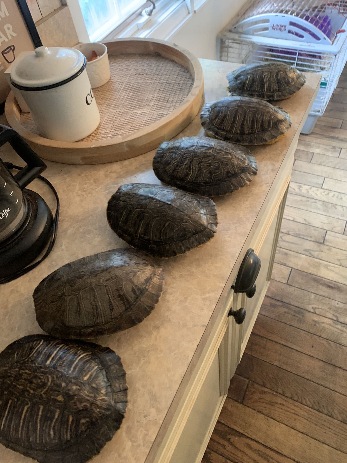 Taxidermy Turtle Shells!! $30 Each!!