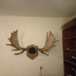 Alaskan Moose Rack