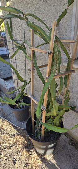 Dragonfruit Plants With Pots