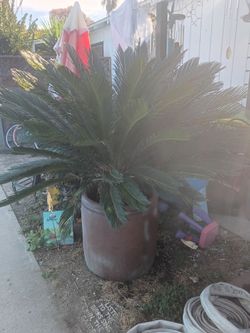 Sago palm and pot