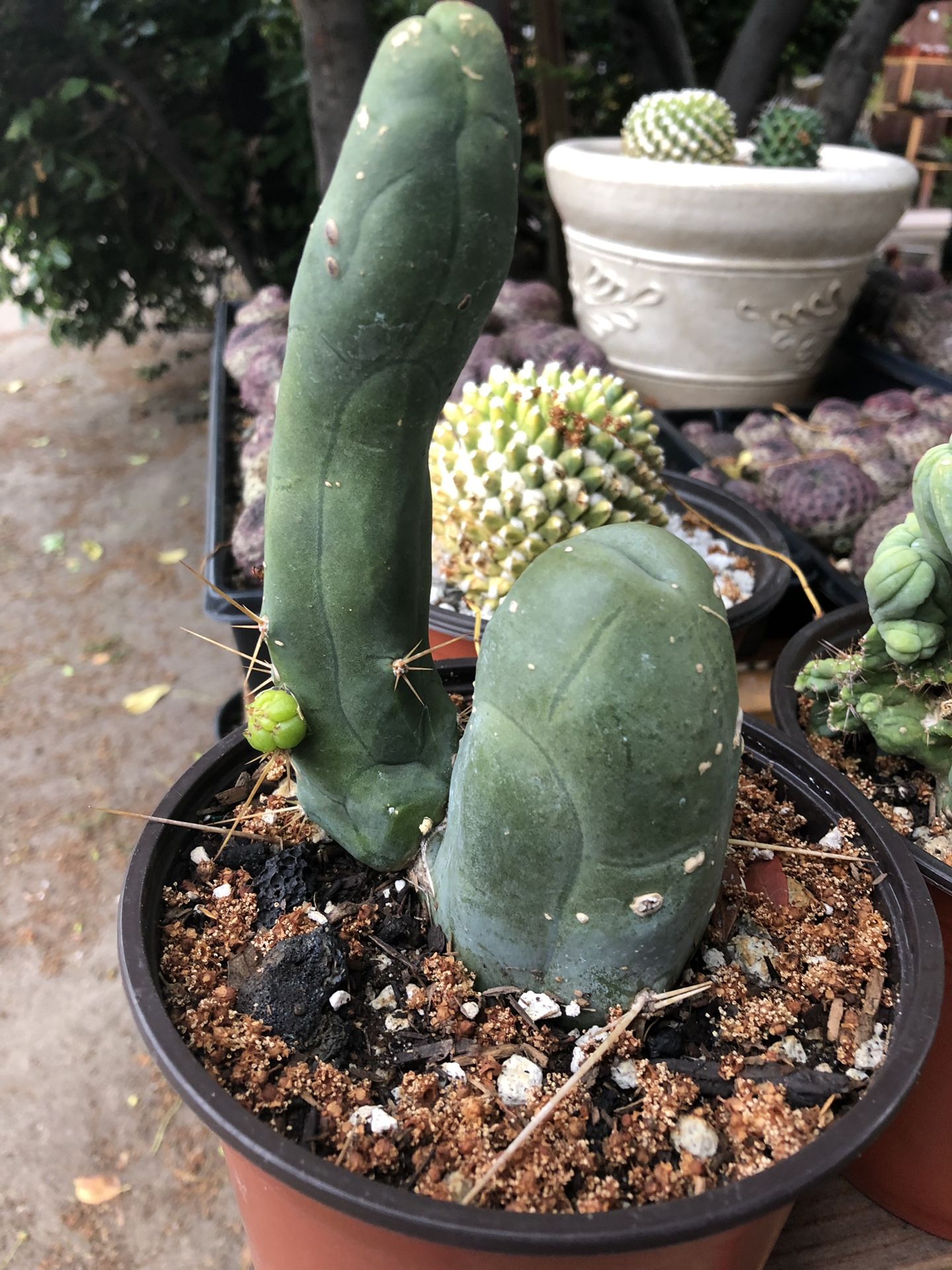 Trichocereus bridgesii monstrous, 6” pot