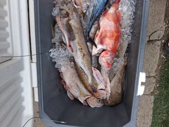 Fresh fish