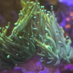 Fake Coral Decor